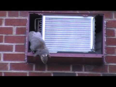  Squirrel  in the air  conditioner  YouTube