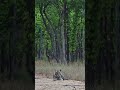 Tiger of Bandhavgarh tiger reserve 🐯 #wildlife #bandhavgarh #tiger #shorts