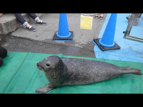 東武動物公園 芸をする可愛いアザラシ Youtube