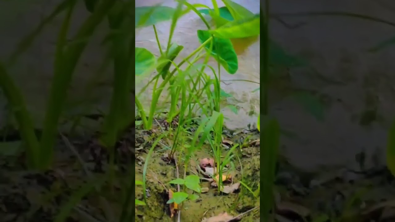 #youtubeshorts #viralvideo #khetibadi #kheti #nature #farmingvideos