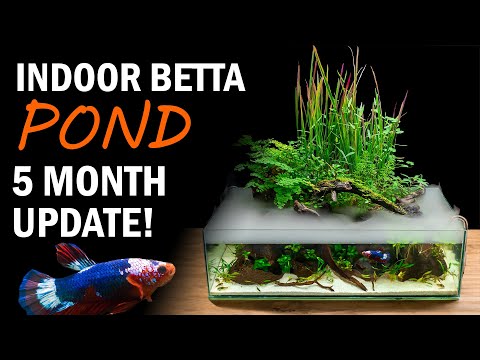 Building an Indoor Pond Aquarium: 5 Month Update!