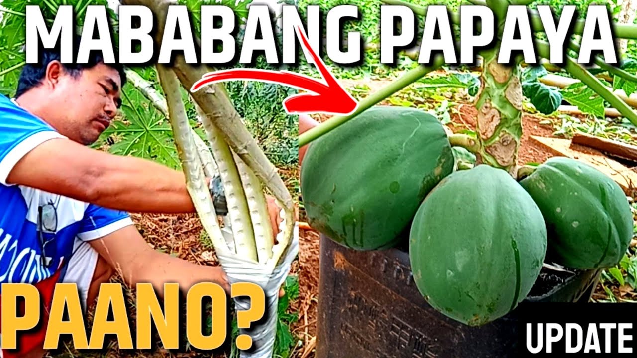 PAANO GAWING MABABA ANG PAPAYA | PAANO MAGKAROON NG MARAMING SANGA/BUNGA | D' GREEN THUMB