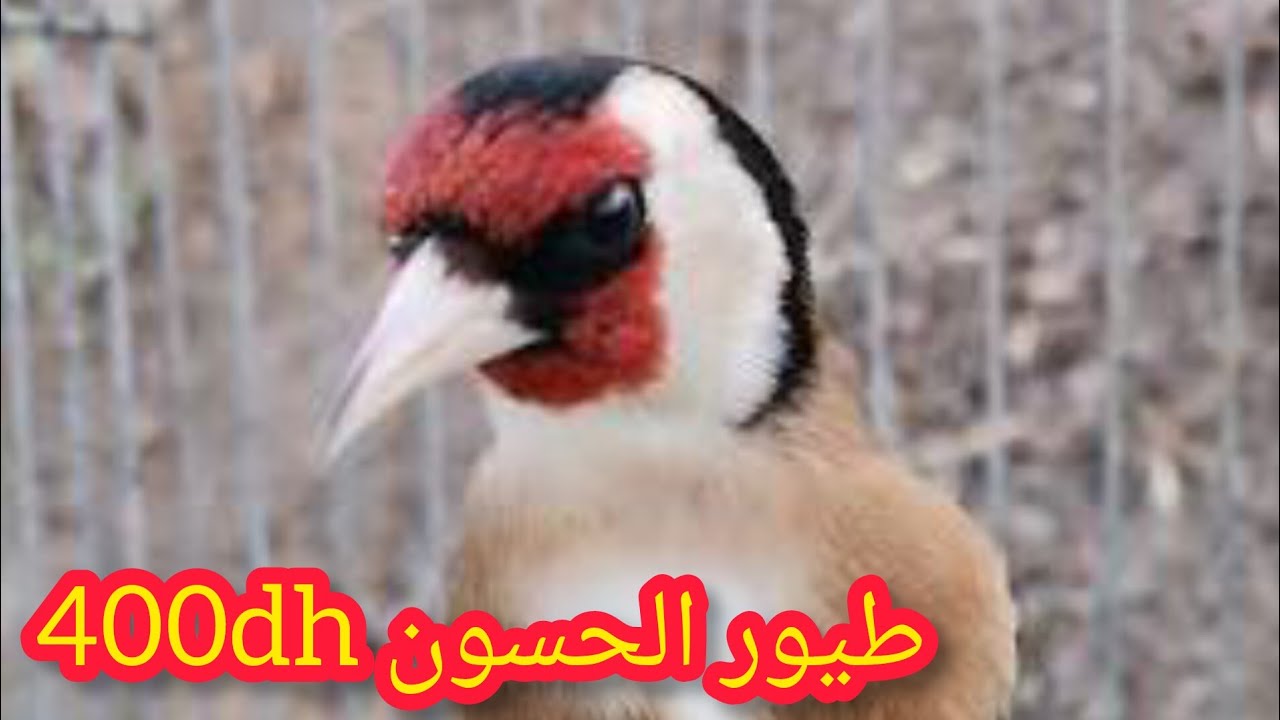 الجديد طيور الحسون قورع ولاد العام 400dh جدور داوين 500dh تحياتي لجميع المتابعين الأوفياء فرجة ممتعة