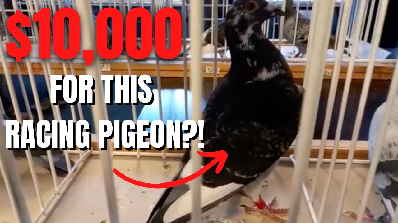 You Won't Believe How Much These Racing Pigeons Are Selling For At