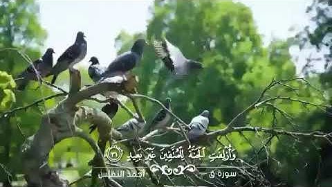 ماتيسر من سورة ق | القارئ أحمد النفيس .