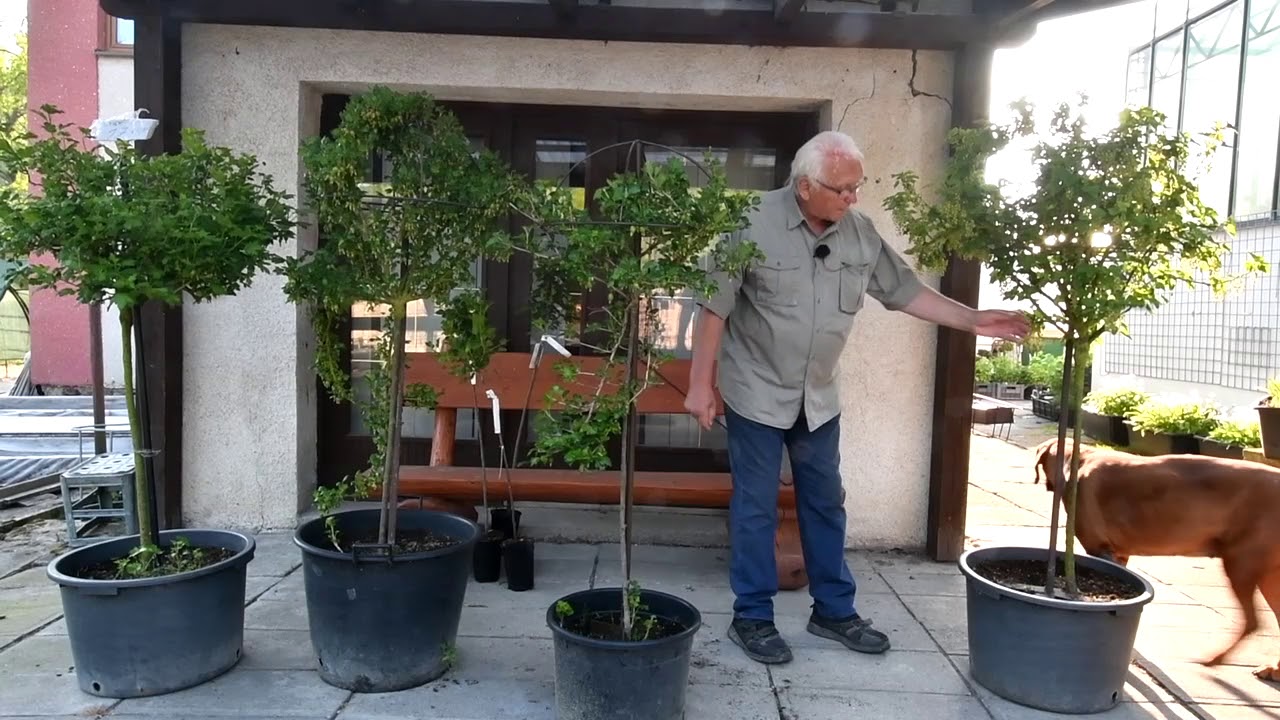 Stromkový angrešť a rybíz