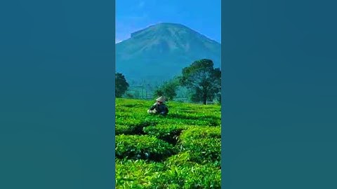 Keindahan Alam Kebun Teh Tambi Wonosobo  #kebuntehtambi #wonosobo #shortsfeed