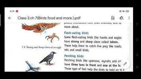 BIRDS:FOOD AND MORE | Part 1|Chapter 7|Living Science|Class 3|CBSE