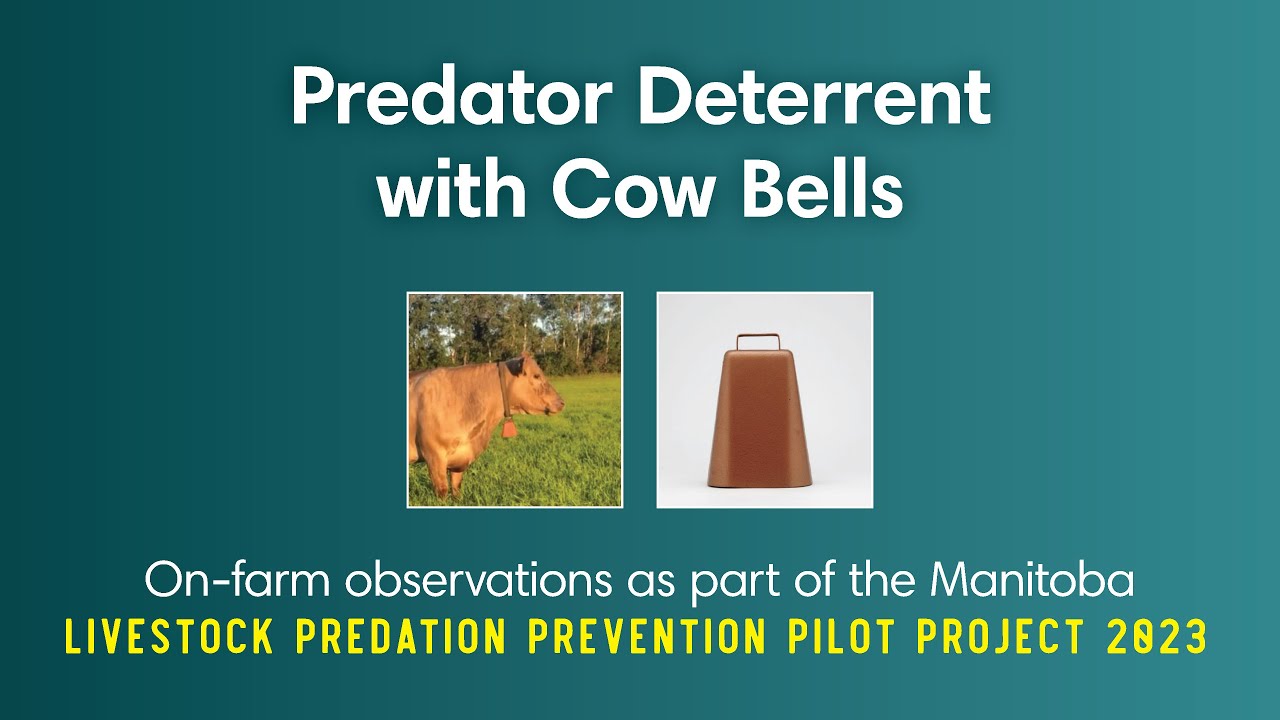 Manitoba Livestock Predation Prevention Pilot Project Cow Bells YouTube