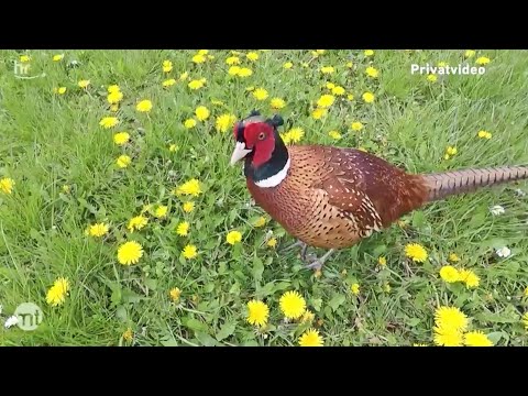 Video: Fasanenrassen: Beschreibung mit Namen, Merkmalen und Fotos