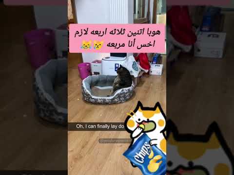هوبا اتنين ثلاثه اربعه لازم اخس أنا مربعه اكسبلور     طبخ
