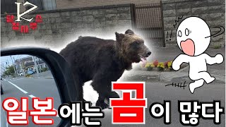 일본 여행을 할때 곰을 조심해야 하는 이유! (곰 습격사건)|ZK탐정사무소