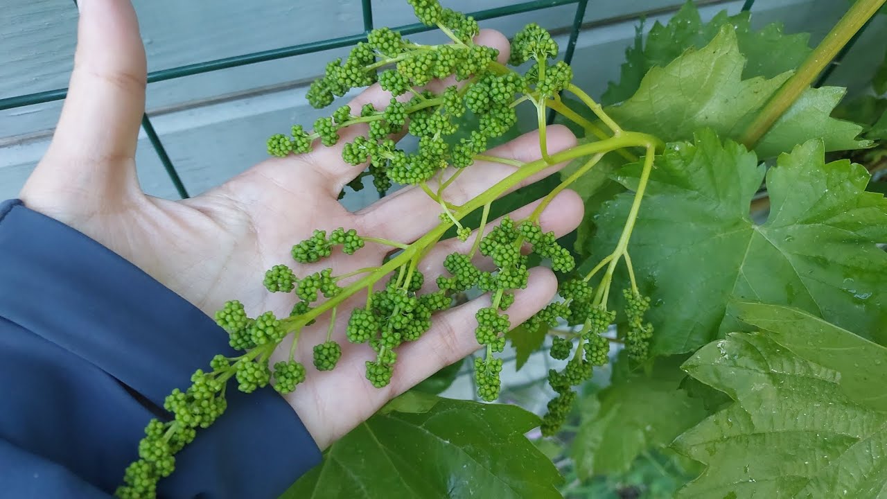 Przegląd winorośli po majowych przymrozkach