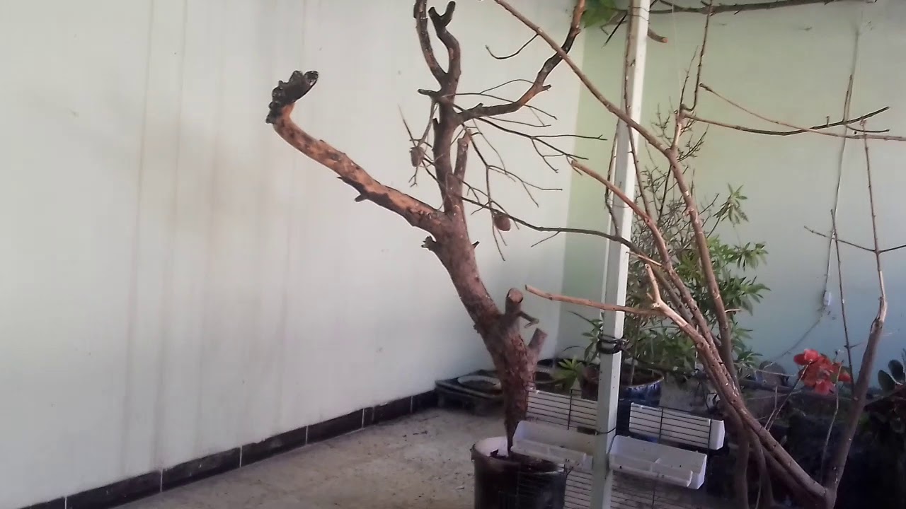 حسون السلاكة وحسون القفص في الشتاء