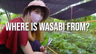 We Visited Japan's Largest Wasabi Farm | Daio Wasabi Farm by Didi & Bryan Travels 2,000 views 1 year ago 2 minutes, 46 seconds