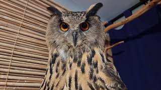 An owl meets with an exhibition of exotic animals. Who else was brought there?!