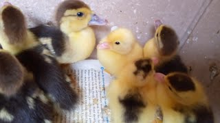 تربية البط البلدى (المسكوفى) عمر يوم  muscovy ducks