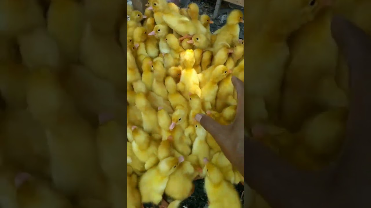 how to pick up a duck