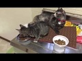 子猫と母猫ごはんタイム A kitten & Mom cat at kitchen