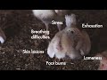 Change for Chickens | Suffering