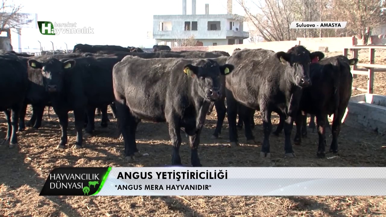 Hayvancılık Dünyası   Angus Yetiştiriciliği