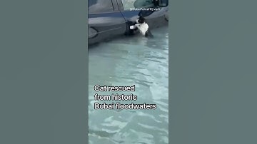 Cat rescued from Dubai floodwaters #shorts