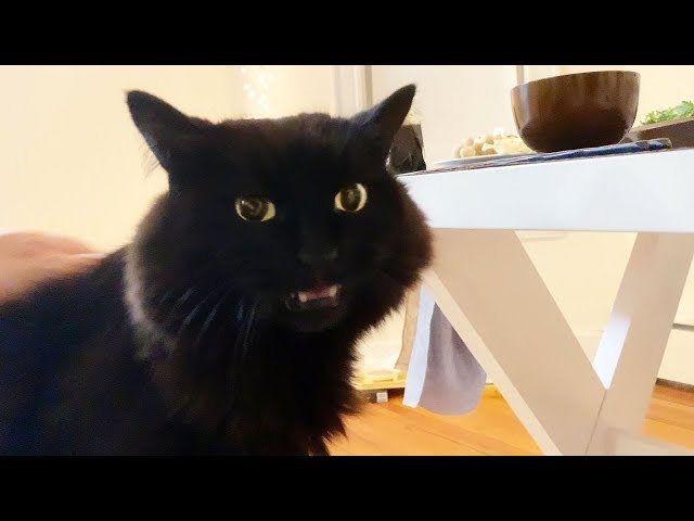 しゃべる猫 病気が治ってきたことを丁寧に報告しに来る猫 しおちゃん Litetube しゃべる猫 病気が治ってきたことを丁寧に報告しに来る猫 しおちゃん Litetube