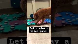 Talking Dog Video Game Time #enrichmentfordogs #talkingdog #toysfordogs #giftsfordogs screenshot 1