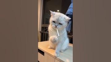 Amazing Cat Performs Magic😺 Trick!#Cats #Tricks