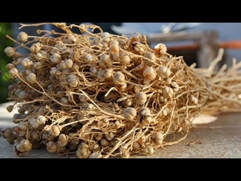 Üzerlik Otunun Yararları Nelerdir ? Saça ve Cildi İyi gelir mi ?