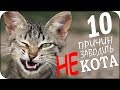 10 причин не заводить кота