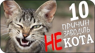 10 причин не заводить кота