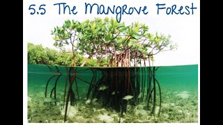 AICE Marine Science AS: 5.5 Mangrove Forests screenshot 3