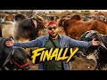 Finally Bought Our Qurbani Animal From Mandi 😍