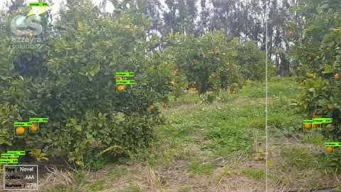 Detection and counting of oranges with object detection #Ezzayra_Solution