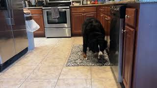 How a weird dog eats his breakfast ( read description) by Benny Berner  2,628 views 10 months ago 1 minute, 3 seconds