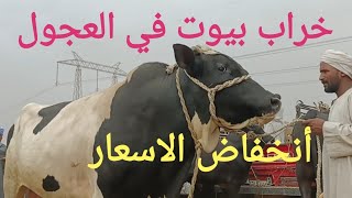 انخفاض شديد في اسعار عجول اللحم بسوق السبت اليوم ٢٧/ ٥/ ٢٠٢٣م