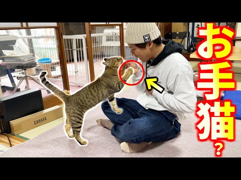 世にも不思議な？『お手』する猫！