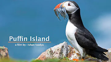 PUFFIN ISLAND