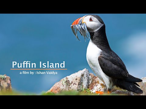 PUFFIN ISLAND