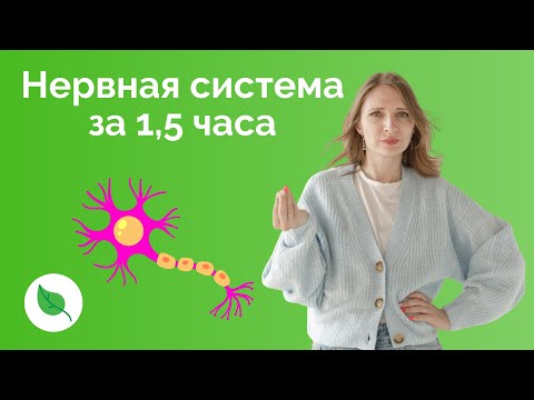 Нервная система за 1,5 часа для ЕГЭ по Биологии