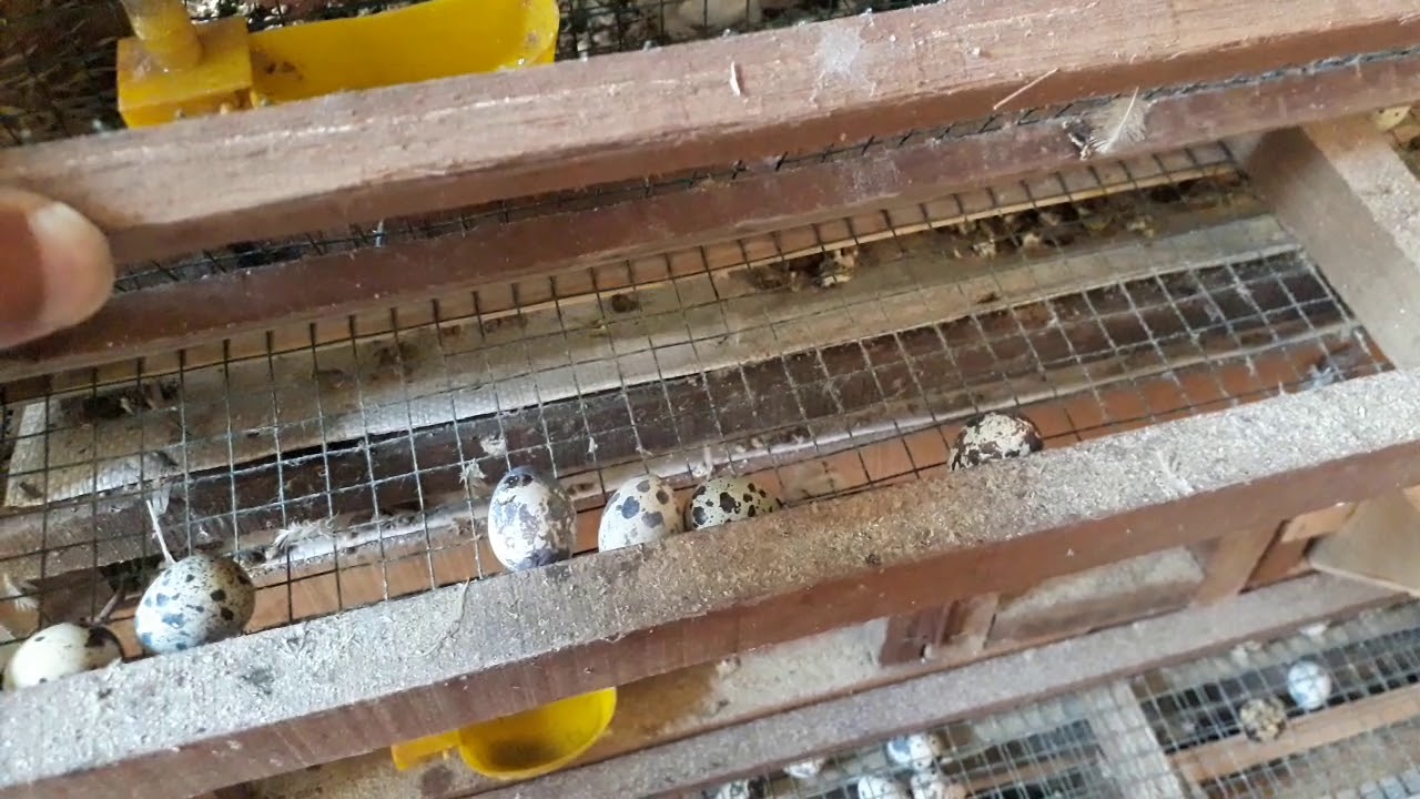 Usia bertelur burung puyuh 
