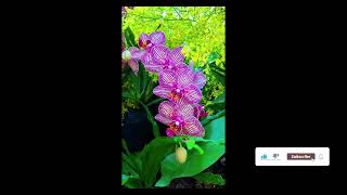 Stunning Orchid Collection |