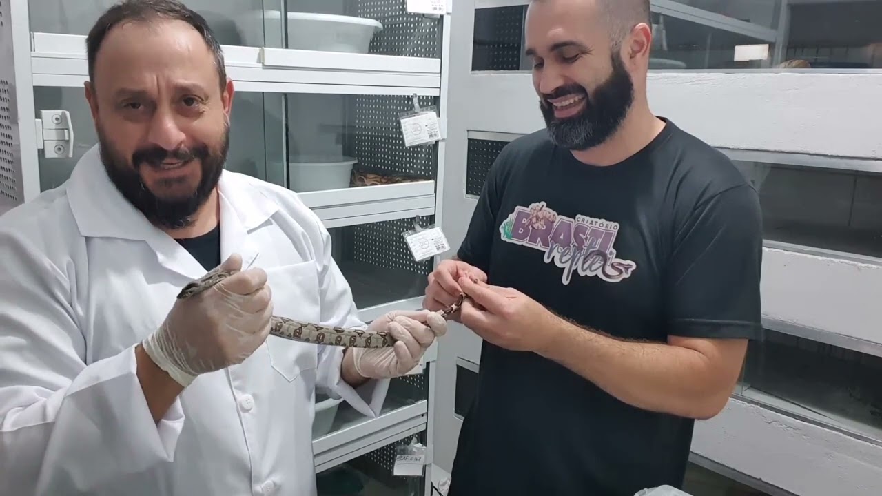 Criatório de serpentes, microchipagem de cobra jiboia no criatório Brasil Répteis. Bob gigantão