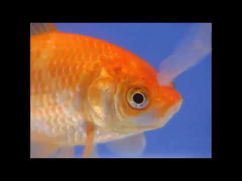 Les mouvements respiratoires des poissons