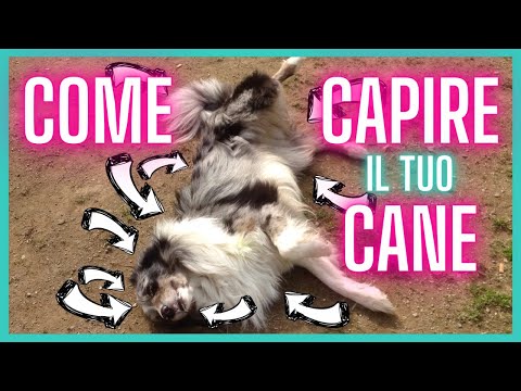 Video: 8 segnali di linguaggio del corpo del cane che sono spesso interpretati male