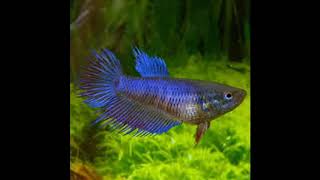 Good Betta food 🐟, feed Betta with Tetra Betta Floating Mini Pellets?