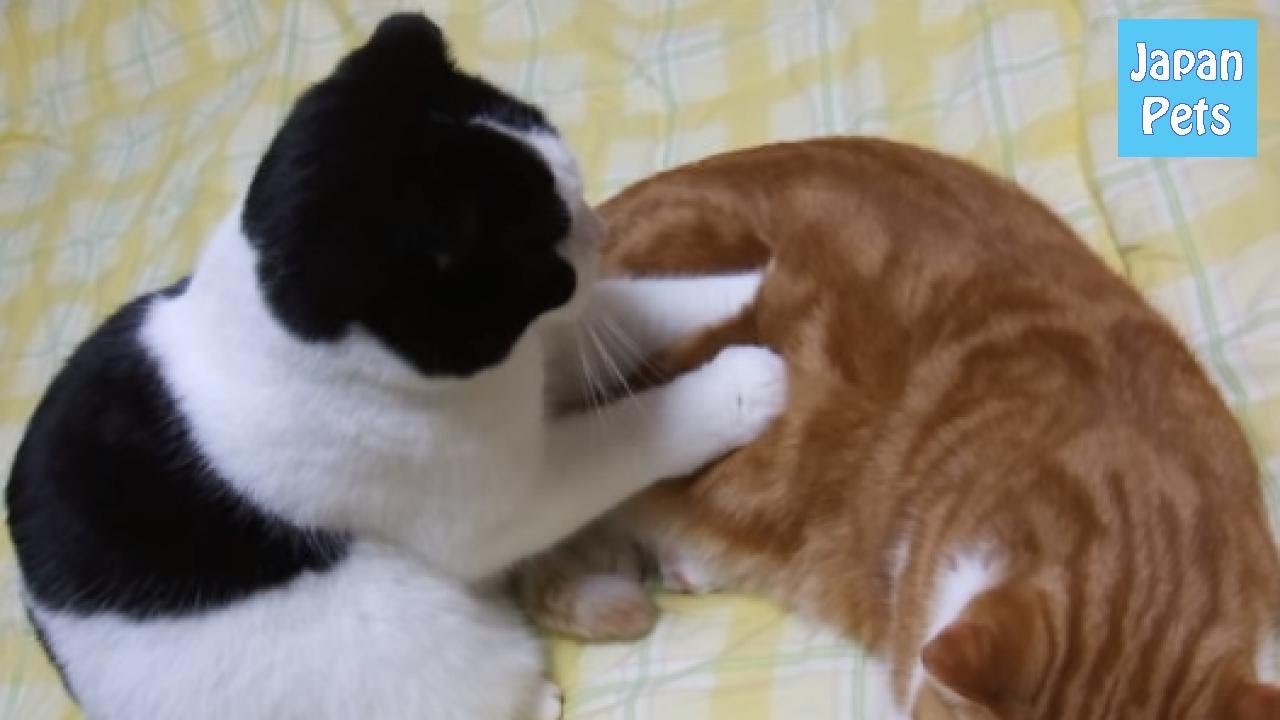 pets at home おもしろい!スコティッシュフォールドがマッサージ屋さんを開業! - Japan Pets