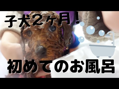 トイプードル子犬シャンプーよりもドライヤーに号泣?!ふわふわの生後2ヶ月赤ちゃん初めての風呂デビュー♪