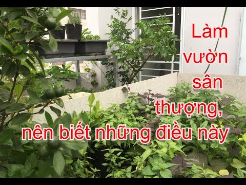 Video: Cây lưỡng tính cho sân vườn, sân thượng, vọng lâu